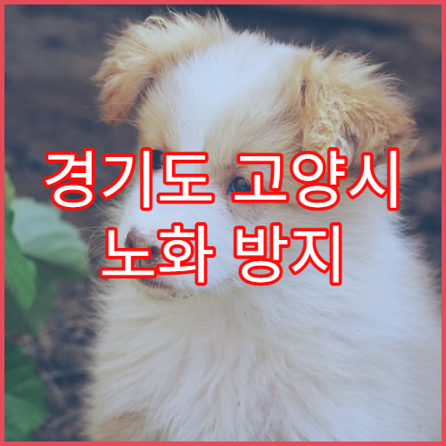 경기도 고양시 노화 방지 건강 유지 검진 병원 소개 50대 추천