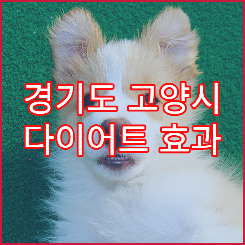 경기도 고양시 다이어트 효과 한약 처방 한의원 안내 및 후기