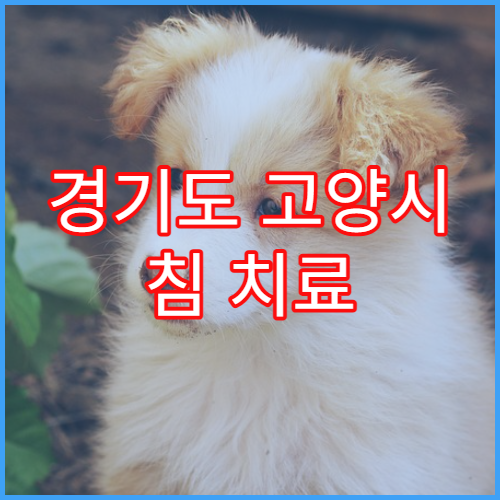 경기도 고양시 침 치료 한약 한방 병원 리스트 예약 방법