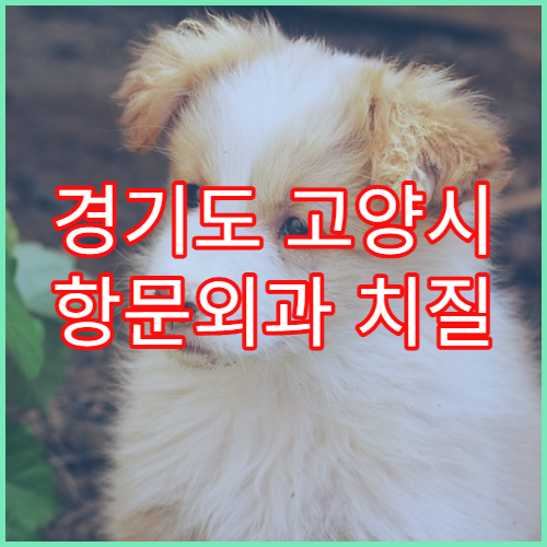 경기도 고양시 항문외과 치질 치료 관리 추천
