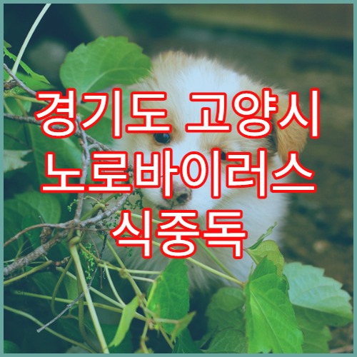 경기도 고양시 노로바이러스 식중독 예방 병원