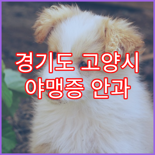 경기도 고양시 야맹증 안과 질환 검사 일산