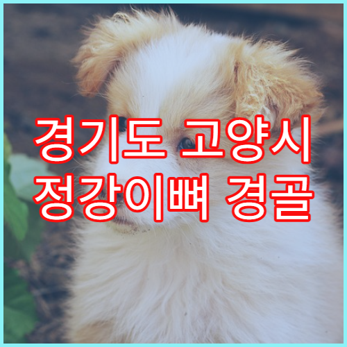 경기도 고양시 정강이뼈 경골 골절 추천 정형외과