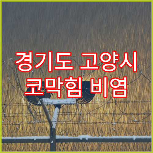 경기도 고양시 코막힘 비염 치료 병원 빠른