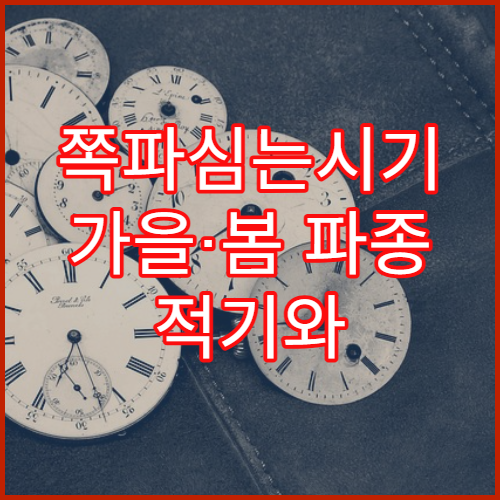 쪽파심는시기 가을·봄 파종 적기와 재배 요령